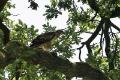 bdBuizerd 2